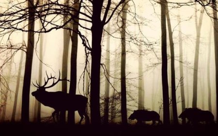 Sprječavanje štete od divljači