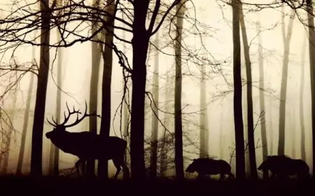 Dodijeljeno 606 tisuća eura za sprječavanje štete od divljači