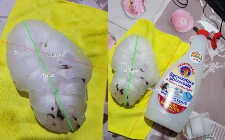 Ivan Toman: Jadran na pragu svjetskog rekorda veličine tuče?