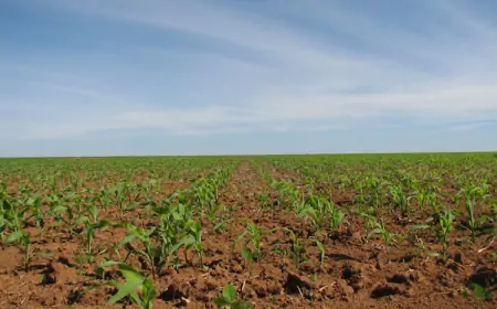 Objavljena prva procjena ranih usjeva u 2023.