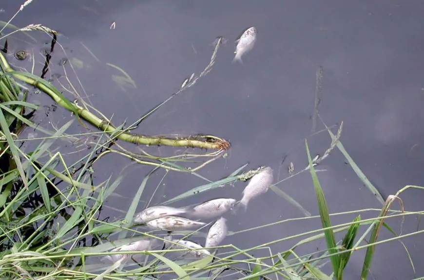 Pomor ribe u Medulinskoj lokvi