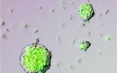 Uzgojen model ljudskog embrija, bez spermija ili jajašca