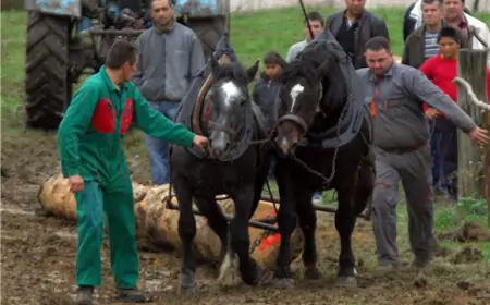 Zlostavljači konja kazneno prijavljeni, konj oduzet