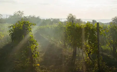 Hrvatski vinari: Tijekom ljeta sve je izgledalo crno