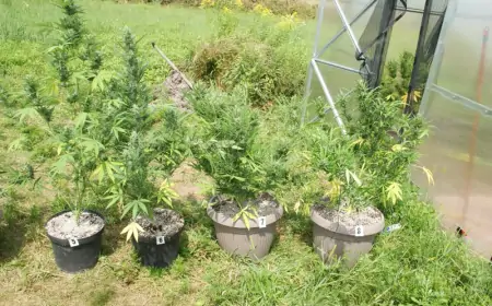 Kod Ivanić Grada zaplijenjeno 39 stabljika i 1,7 kg marihuane