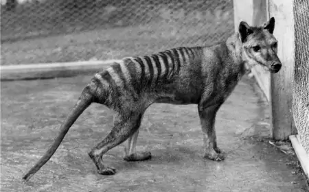 Znanstvenici uspjeli dobiti RNK izumrlog tasmanskog tigra