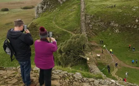 Tinejdžer uhićen nakon sječe poznatog stabla uz Hadrijanov zid