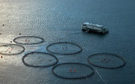 Dodjela sredstava potpora iz područja marikulture za 2023.