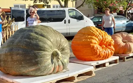Najveća bundeva na Tovarničkom jesenskom festivalu teška gotovo tonu