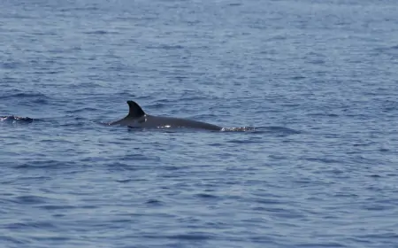 U Jadranu počelo prvo istraživanje Cuvierovih kljunastih kitova
