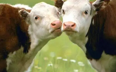 Otočac: gradi azil za pse i mačke,  širi ga i za napuštene konje i krave