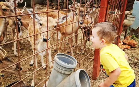 HAK: Oprez! Srna na A7, između čvorova Rijeka istok i Sv. Kuzam