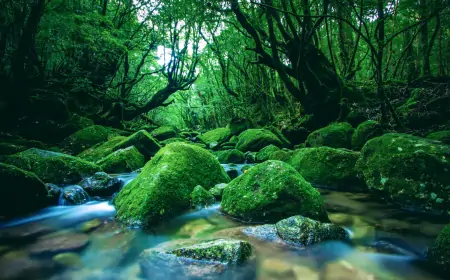 U Indoneziji pronađen sisavac koji nije viđen više od 60 godina