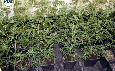 Kod Jastrebarskog pronađen laboratorij za uzgoj konoplje