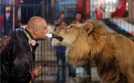 Odbjegli lav nakon višesatne potrage vraćen cirkusu blizu Rima