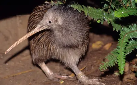 Wellington: Nakon više od 150 godina na svijet u divljini došli prvi mladunci kivija