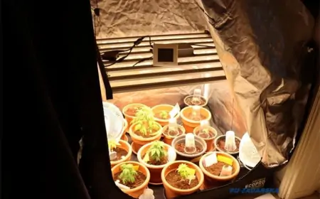 Policija tijekom racije otkrila i zaplijenila droge i opremu za uzgoj marihuane