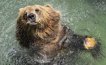 Škotski zoo udomio mrkog medvjeda koji je preživio rat u Ukrajini