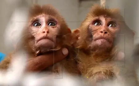 Kineski znanstvenici klonirali prvog rezus majmuna