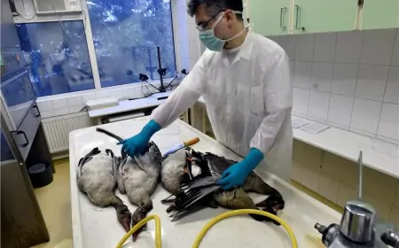 U Kini umrla žene od kombinirnih sojeva ptičje gripe