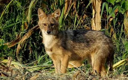 Čagljevi se šire Hrvatskom i prijete srnećoj divljači