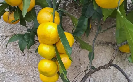 Osijek: Konferencija o opasnosti uporabe pesticida klorpirifosa