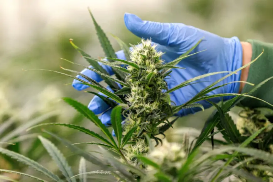 Njemačka djelomice legalizirala konzumaciju kanabisa