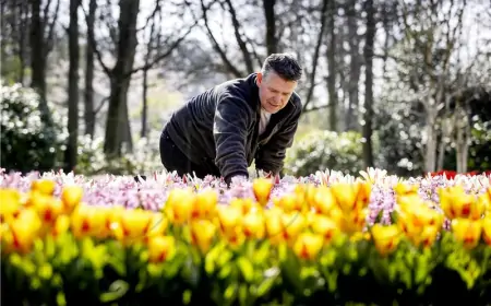 Nizozemska: Najveći vrt tulipana na svijetu slavi 75. obljetnicu