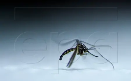 Izdano upozorenje na komarce za ljude koji putuju u Aziju