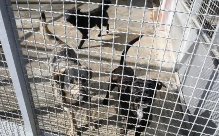 Uhićen zbog mučenja vukova i pasa