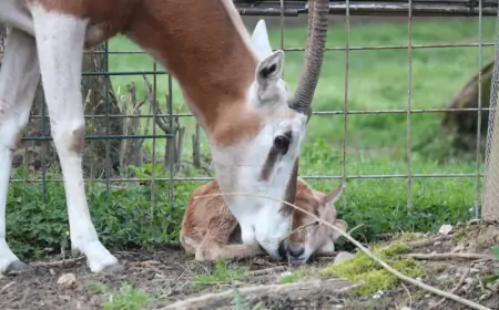 U Zagrebu na svijet došla sabljoroga oriksica
