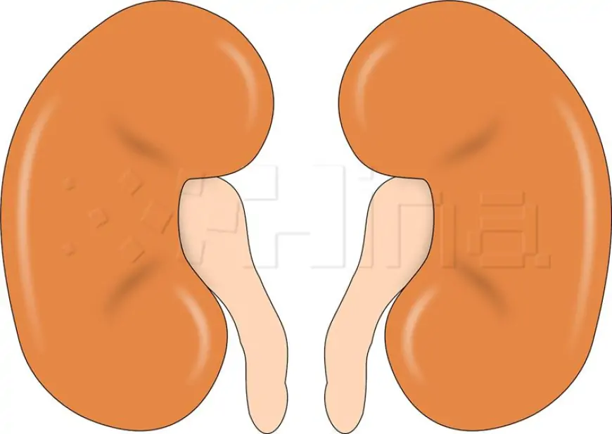 U Hrvatskoj oko 300.000 oboljelih od kronične bubrežne bolesti