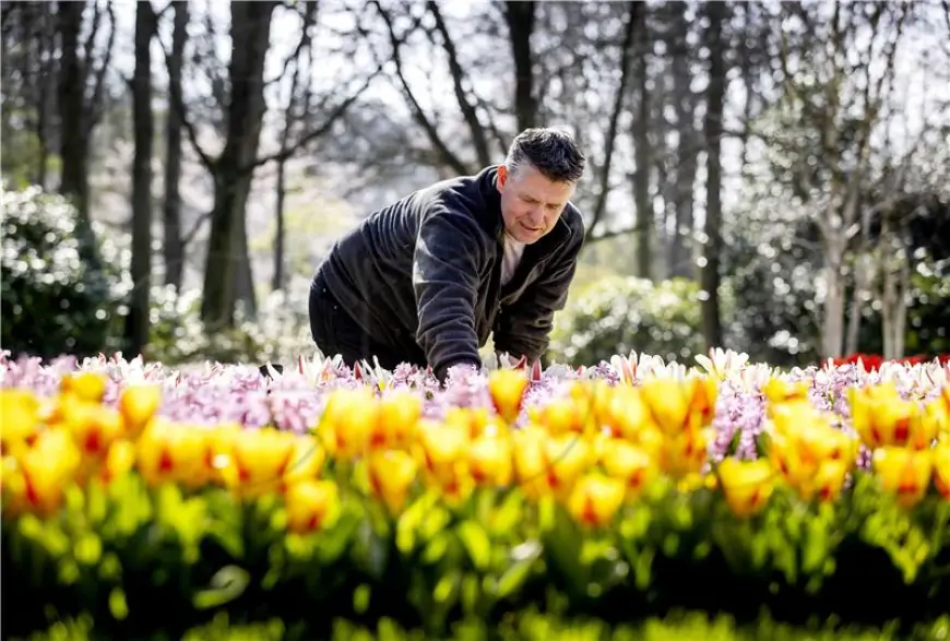 Nizozemska: Najveći vrt tulipana na svijetu slavi 75. obljetnicu