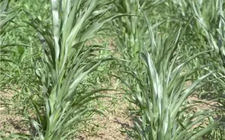 ŽUPAN STRIČAK PROGLASIO PRIRODNU NEPOGODU, ŠTETE OD MRAZA 640 TISUĆA EURA