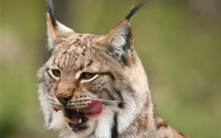 22. SVIBNJA, MEĐUNARODNI DAN BIOLOŠKE RAZNOLIKOSTI I DAN ZAŠTITE PRIRODE U RH