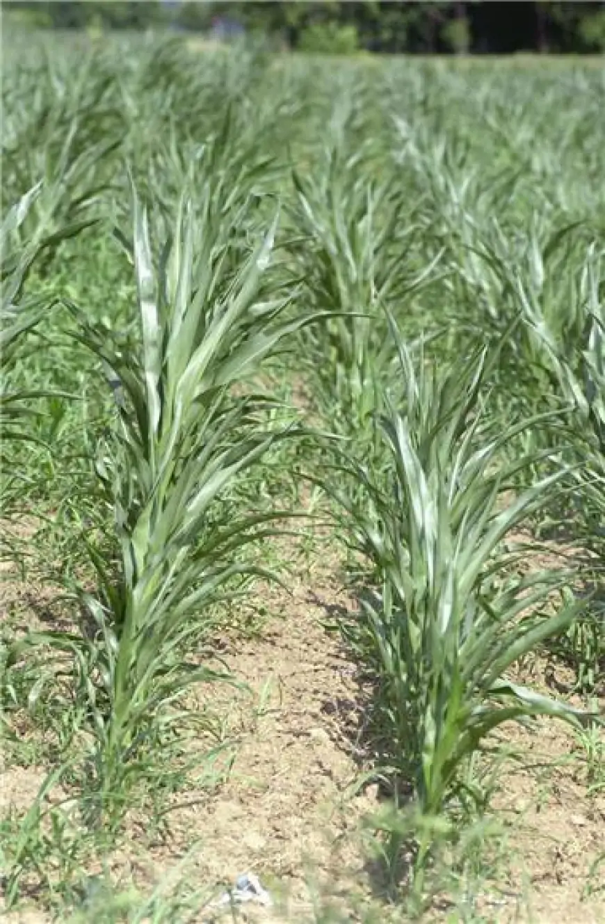 ŽUPAN STRIČAK PROGLASIO PRIRODNU NEPOGODU, ŠTETE OD MRAZA 640 TISUĆA EURA