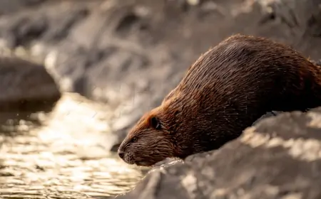 DABROVA NIJE BILO CIJELO STOLJEĆE, A SADA SU PREPLAVILI HRVATSKU