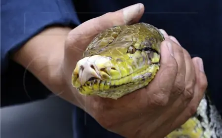 INDONEŽANKU PROGUTAO PETMETARSKI PITON