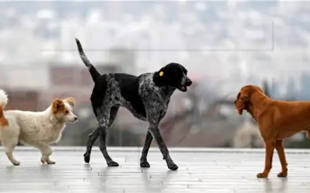 PRIŠTINA PLAĆA LJUDIMA DA UDOME PSA