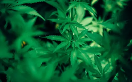 NIZOZEMSKA PROŠIRUJE EKSPERIMENT S LEGALNIM PUŠENJEM KANABISA