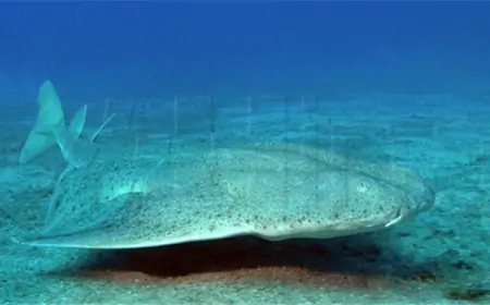 ANĐEOSKI MORSKI PAS, KRITIČNO UGROŽENA VRSTA, SNIMLJEN KOD ZADRA