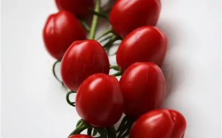 POVLAČI SE BIO SOK OD RAJČICE ZBOG POVEĆANOG BROJA BAKTERIJA