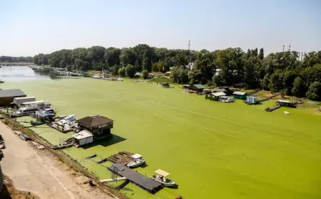 SAVA JE POZELENILA, ČAMCI IZGLEDAJU KAO DA KLIZE PO LIVADI: "TO JE KATASTROFA, DOGODILO SE ZBOG JEDNOG RAZLOGA"