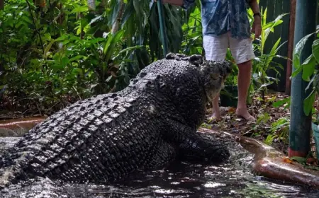 UGINUO NAJVEĆI KROKODIL U ZATOČENIŠTVU