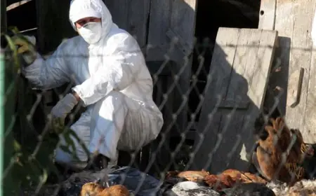 POTVRĐENA PRISUTNOST PTIČJE GRIPE U MOLVAMA PORED ĐURĐEVCA