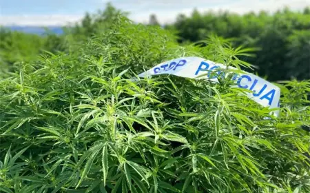 NA BIOGRADSKOM PODRUČJU PRONAĐENA I ODUZETA MARIHUANA