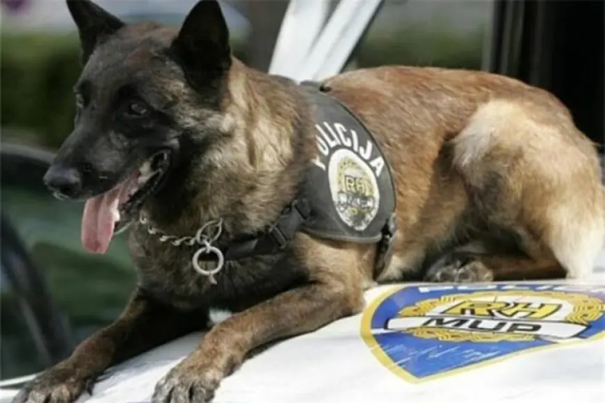 POLICIJSKI PAS U AUTU NANJUŠIO VIŠE OD 2,1 KILOGRAMA KOKAINA