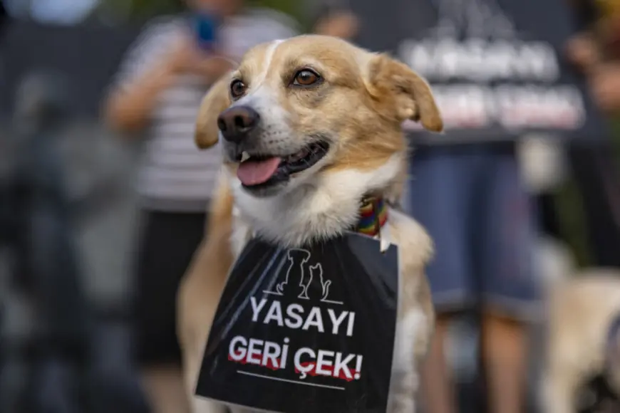 TURSKA NAJAVILA PRIMJENU KONTROVERZNOG ZAKONA O PSIMA