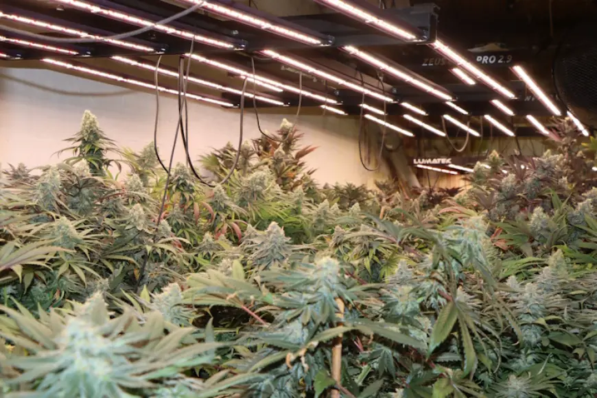 ULOV POLICIJE U SESVETAMA: PODRUM PRETVORIO U DŽUNGLU