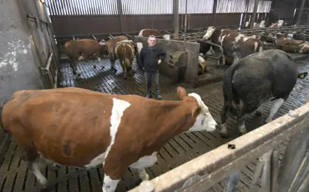 OPASNA BOLEST ŠIRI SE EUROPOM, SVE BLIŽE HRVATSKOJ: ZARAŽENO VIŠE OD 15.000 GOVEDA